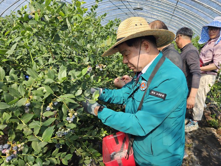 [고성(경남)=뉴시스] 신정철 기자= 경남 고성군은 봄철 농번기를 맞아 13일, 이상근 고성군수(사진)가 참여한 가운데 농업기술과 직원 10명과 NH농협은행 고성군지부(지부장 김무성) 직원 6명이 함께 영오면 영산리 블루베리 농가를 방문하여 수확에 부족한 일손을 거들고 있다.(사진=고성군 제공).2024.05.13. photo@newsis.com *재판매 및 DB 금지