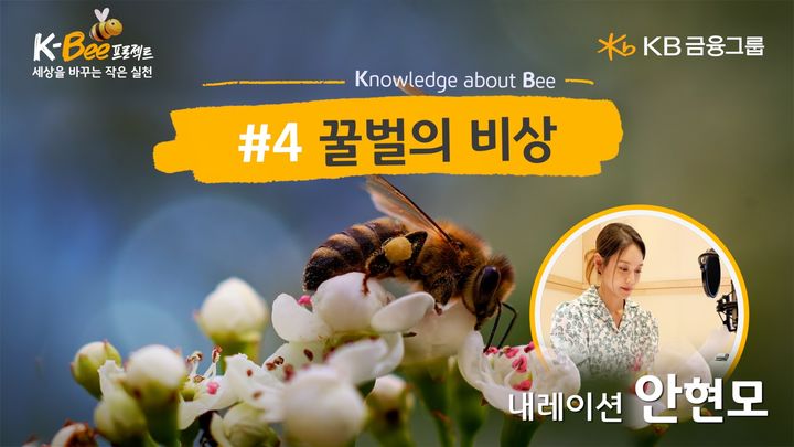 KB금융, 세계 벌의 날 맞아 '꿀벌의 비상' 영상 공개