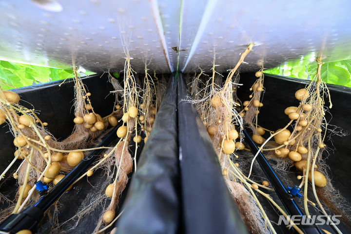 [평창=뉴시스] 공동취재단 = 강원도 평창 대관령에 위치한 고령지농업연구소에서 씨감자의 첫 시작인 기본종과 기본식물을 생산한다. 연구소의 온실 속 감자가 수경재배로 자라고 있는 모습. 2024.05.23. 