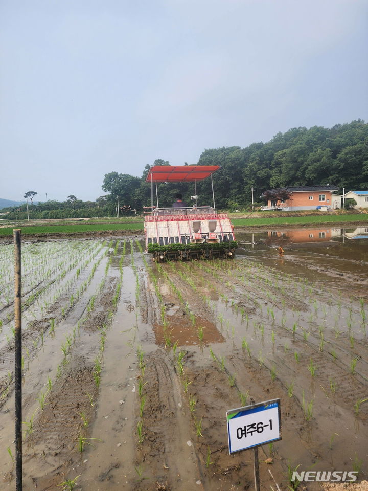 [여주=뉴시스] 여주 지역 대표품종 개발을 위한 2년차 모내기(여주시 제공)