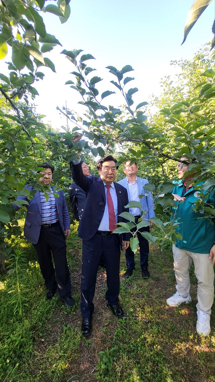 [밀양=뉴시스] 박상웅(밀양·의령·함안·창녕) 의원은 밀양시 산내면의 사과 착과 문제로 피해를 입은 얼음골사과 과수원을 방문하고 있다. (사진=밀양시 제공) 2024.06.06. photo@newsis.com *재판매 및 DB 금지