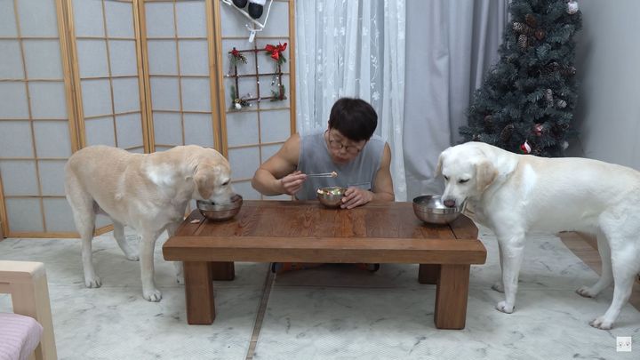 [서울=뉴시스]유튜브 채널 '천재호야와 신나는 하루'는 지난 3월14일 '주인이 겸상하자고 식탁 위에 밥그릇을 올려놓았더니 리트리버 반응'이라는 영상을 올렸다. (사진=천재호야와 신나는 하루 채널 캡처) 2024.06.12. photo@newsis.com *재판매 및 DB 금지