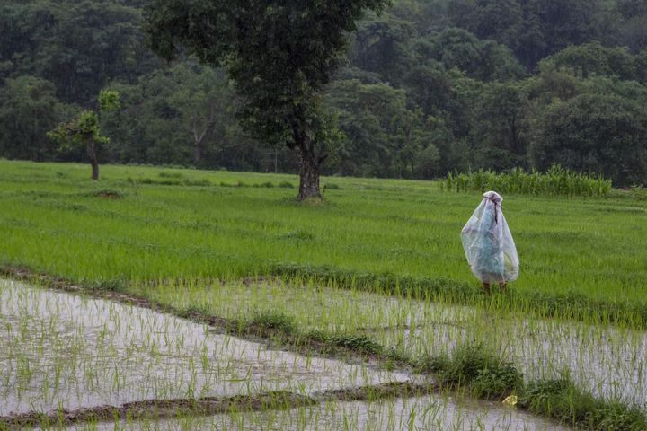 [다람살라=AP/뉴시스] 인도 북부 다람살라에서 한 농민이 비옷을 입고 논의 벼를 돌보고 있다. 2024.06.24. *재판매 및 DB 금지