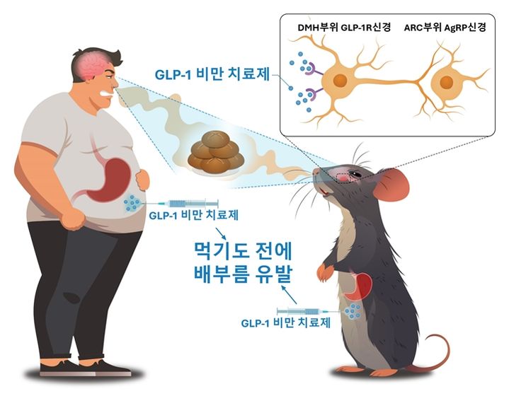 [서울=뉴시스] GLP-1RA(GLP-1 비만 치료제)는 쥐와 사람 모두에서 음식을 먹기도 전에 인지하는 것만으로 배부름을 느끼도록 하는 현상을 유발한다. 이 인지적 배부름 현상을 뇌 시상하부의 DMH GLP-1R 신경회로가 담당한다는 사실을 규명했다. (사진=서울대학교 홈페이지) 2024.06.29. photo@newsis.com *재판매 및 DB 금지