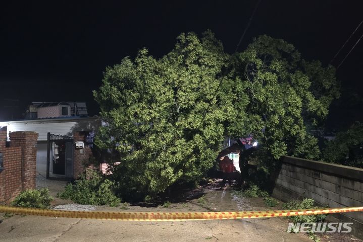 [고창=뉴시스] 30일 오후 11시30분께 고창군 무장면의 한 도로에 아름드리나무가 쓰러져 있다. (사진=전북소방 제공) 2024.06.30. photo@newsis.com 
