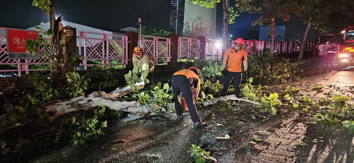 [대구=뉴시스] 30일 오전 3시8분께 달서구 장동의 한 도로가에 나무가 쓰러졌다. (사진=대구소방안전본부) 2024.06.30. photo@newsis.com *재판매 및 DB 금지