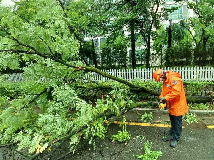 [대전=뉴시스]대전 서구 관저동 한 도로에 가로수가 쓰러져 소방대원이 안전조치를 취하고 있다. 2024. 07. 08 *재판매 및 DB 금지