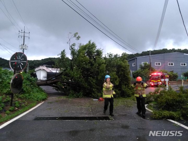 [파주=뉴시스] 나무쓰러짐. (사진=경기도북부소방재난본부 제공) 2024.07.17 photo@newsis.com