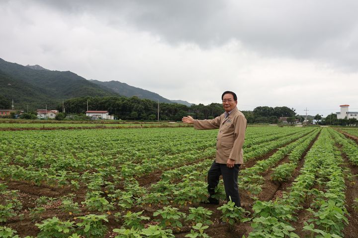 [무안=뉴시스] 논에 벼 대신 눈콩 심어 1석5조. (사진=영암 군서농협 제공) 2024.07.18. photo@newsis.com *재판매 및 DB 금지