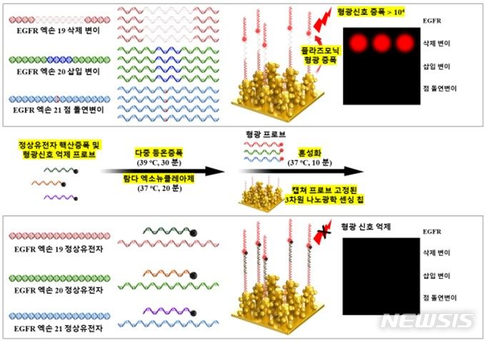 [창원=뉴시스]상피세포 성장인자 수용체(EGFR, Epidermal Growth Factor Receptor) 돌연변이 다중 분석 칩 분석 과정 모식도.(사진=한국재료연구원 제공) 2024.07.22. photo@newsis.com