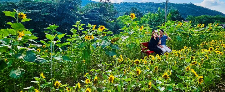 [대구=뉴시스] 대구시 달서구는 수밭골천 주변에 주민들이 직접 심고 가꾼 해바라기가 만개하면서 지역의 새로운 명소로 떠오르고 있다. (사진=대구시 달서구 제공) 2024.07.23. photo@newsis.com *재판매 및 DB 금지