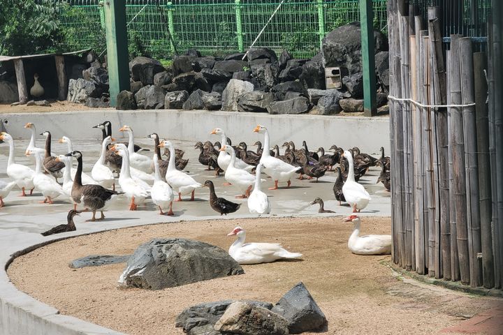 [대구=뉴시스] 이상제 기자 = 대구 중구 달성공원에서 관계자들이 시설 청소를 위해 오리들을 몰고 있다. 2024.07.24. photo@newsis.com *재판매 및 DB 금지