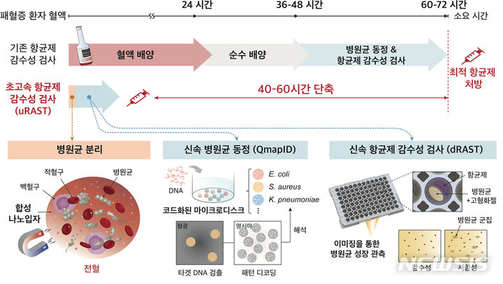 [서울=뉴시스]국내 연구진이 수 일이 걸리는 검사를 반나절 만에 완료할 수 있는 항균제 감수성 검사 기술을 개발해 치료에 촌각을 다투는 패혈증의 예후(치료 후 병의 진행경과)를 획기적으로 개선할 길이 열렸다. 그림은 초고속 항균제 감수성 검사 진행 순서. (이미지= 서울대병원 제공) 2024.07.25. photo@newsis.com. 