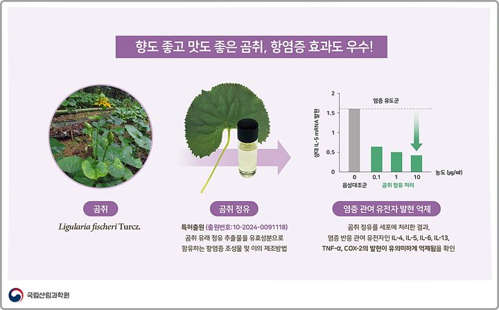 [대전=뉴시스] 곰취 정유(Essential Oil)의 항염증 효과.(사진=국립산림과학원 제공) *재판매 및 DB 금지