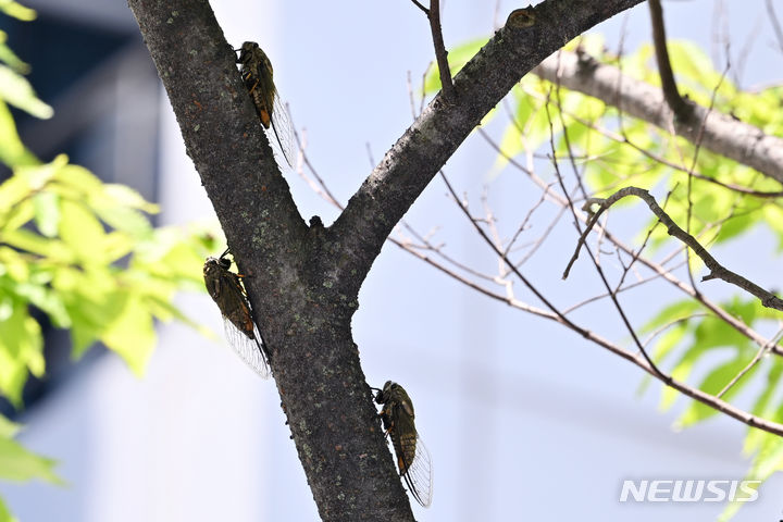 [광주=뉴시스] 이영주 기자 = 중복을 맞은 25일 오전 광주 서구 광주서부경찰서에 심어진 가로수에서 말매미들이 떼지어 울고 있다. 말매미는 국내 서식 매미과 곤충 중 가장 크며 배마디와 가운데다리, 뒷다리의 종아리마디에 주황색 무늬를 갖고 있다. 2024.07.25. leeyj2578@newsis.com