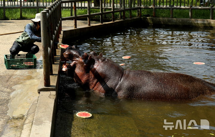 [전주=뉴시스] 김얼 기자 = 연이은 폭염이 이어지고 있는 6일 전북 전주시 전주동물원에서 하마가 사육사들이 준비한 시원한 간식을 먹으며 더위를 식히고 있다. 2024.08.06. pmkeul@newsis.com