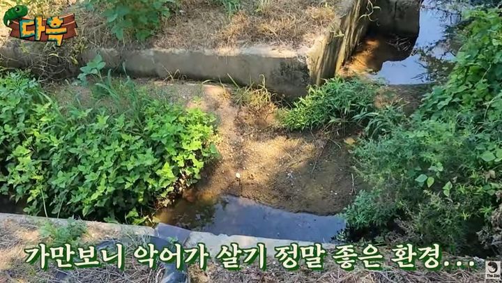 [서울=뉴시스] 5일 이색 반려동물들을 주로 소개하는 유튜브 채널 '다흑'에는 '실제상황! 대한민국에서 야생 악어가 나왔습니다. 역사상 최악의 외래종이 나온 사연'이라는 제목의 영상이 올라왔다. (사진=유튜브 갈무리) *재판매 및 DB 금지