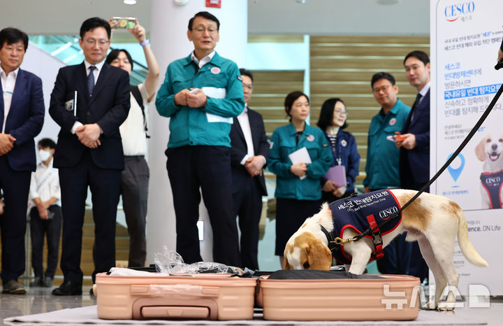 [인천공항=뉴시스] 김근수 기자 = 8일 인천 중구 인천국제공항 제2여객터미널 입국장에서 국내 1호 빈대 탐지견 '세코(CECO)'가 여행객들의 여행 캐리어를 수색하고 있다. 세스코는 여름 휴가철인 오는 9일부터 한달 간 국토교통부, 질병관리청, 인천국제공항공사, 항공사 등과 함께 민관 함동으로 '빈대 해외 유입 차단 민관 합동 공동캠페인'을 진행한다고 밝혔다. 2024.08.08. ks@newsis.com