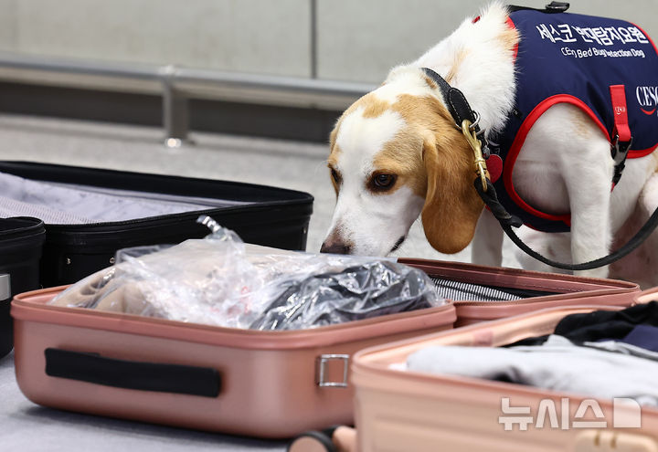 [인천공항=뉴시스] 김근수 기자 = 8일 인천 중구 인천국제공항 제2여객터미널 입국장에서 국내 1호 빈대 탐지견 '세코(CECO)'가 여행객들의 여행 캐리어를 수색하고 있다.  세스코는 여름 휴가철인 오는 9일부터 한달 간 국토교통부, 질병관리청, 인천국제공항공사, 항공사 등과 함께 민관 함동으로 '빈대 해외 유입 차단 민관 합동 공동캠페인'을 진행한다고 밝혔다. 2024.08.08. ks@newsis.com