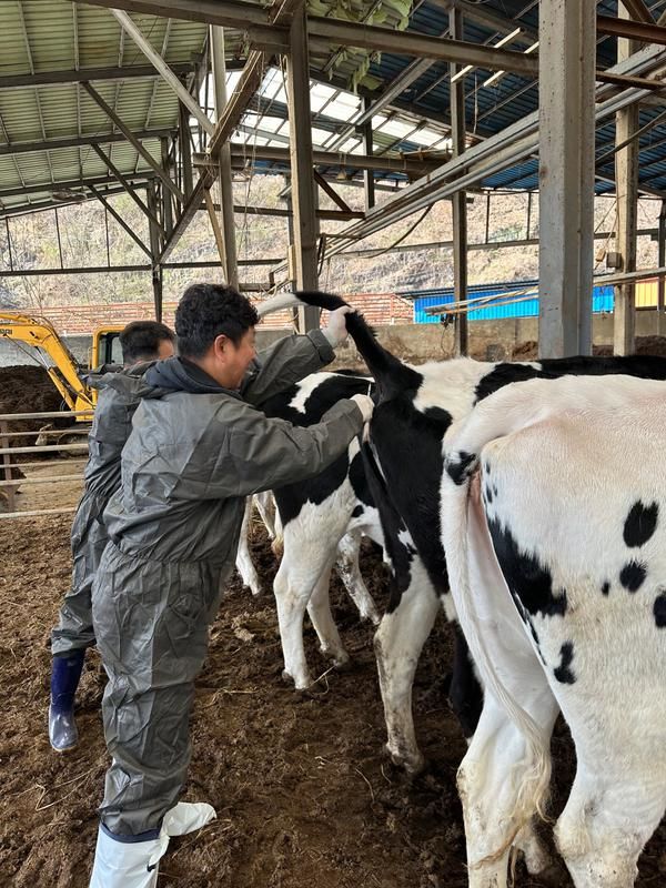 경상남도동물위생시험소, 도내 젖소 사육농가 결핵병 검진.(사진=경상남도동물위생시험소 제공) *재판매 및 DB 금지