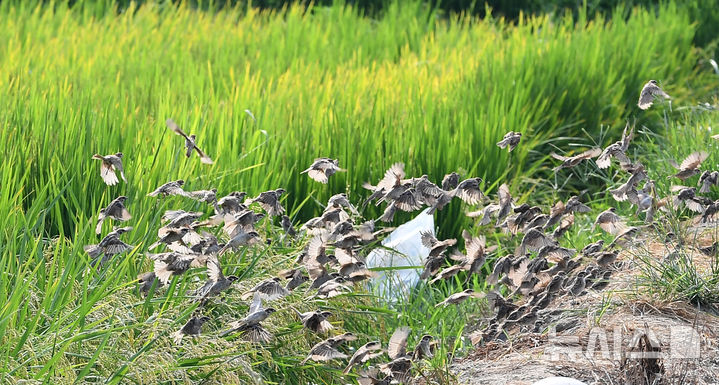 [거창=뉴시스] = 24절기 중 열네 번째 절기인 처서(處暑)를 이틀 앞둔 20일 오전 경남 거창군 남상면 월평들에서 참새들이 여물어 가는 벼 이삭을 쪼아 먹다 인기척에 놀라 달아나고 있다. (사진=거창군 제공) 2024.08.20. photo@newsis.com