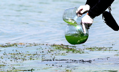 녹조 신음하는 '1300만 식수원' 낙동강…정부 "2030년까지 50% 이상↓"