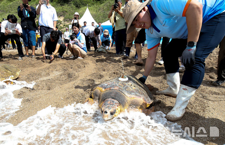 [서귀포=뉴시스] 우장호 기자 = 28일 오전 제주 서귀포시 중문 색달해변에서 해양수산부 주최로 바다거북 자연방류 행사가 열리고 있다. 바다거북은 전세계적으로 개체 수가 감소되고 있으며, 종(種) 모두가 세계자연보전연맹(IUCN)의 멸종위기목록에 등재돼 있다. 2024.08.28. woo1223@newsis.com