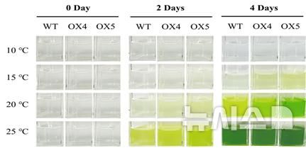 [서울=뉴시스] NtNDPK 형질전환체(OX4·OX5)의 저온 저항성 분석을 통한 생장량 분석. 