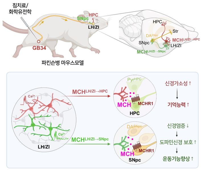 [서울=뉴시스] 경희대학교 한의과대학 박히준 교수와 한국과학기술연구원 뇌과학연구소 남민호 박사 공동 연구팀이 파킨슨병 모델에서 침치료의 효과를 설명하는 새로운 신경회로 메커니즘을 규명했다. 사진은 연구 관련 모식도 (사진=경희대 제공) *재판매 및 DB 금지