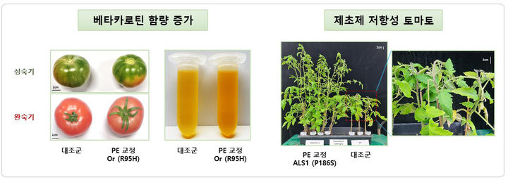 [진주=뉴시스] 경상국립대 김재연 교수 공동연구팀이 프라임 에디팅을 사용한 베타카로틴 카로티노이드 증가 및 제초제 저항성 토마토 개발임. *재판매 및 DB 금지