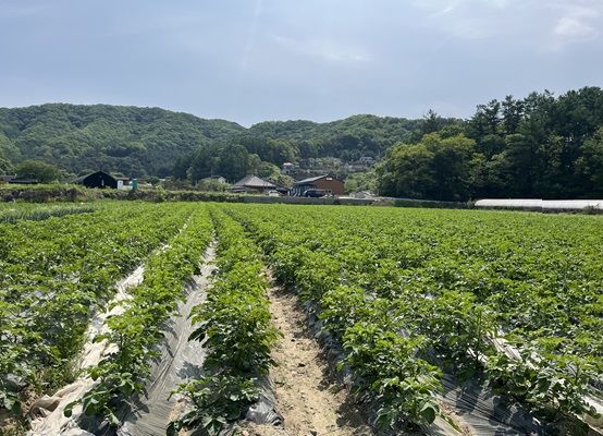 감자밭(사진=경기도 제공) *재판매 및 DB 금지