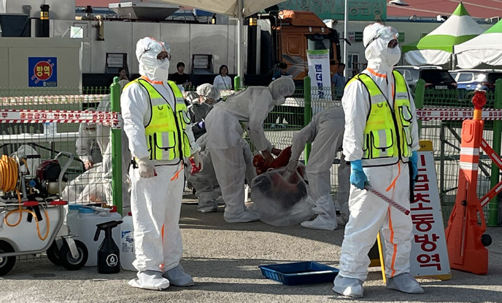 전세계 유행 'H5N1형' 고병원성 AI, 올 동절기 국내서 첫 발생