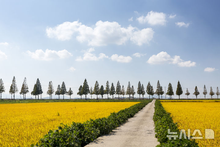 [김제=뉴시스] 김민수 기자= 김제 죽산메타세콰이어길. *재판매 및 DB 금지