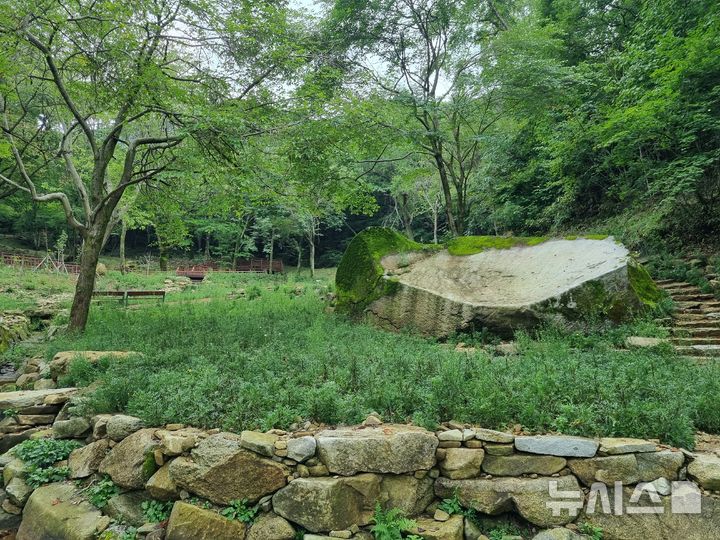 [거창=뉴시스] 경남 거창 금원산생태수목원 주제원 꽃신바위 주위에 식재한 구절초 단지에 꽃망울이 맺혀 있다. (사진=금원산산림자원관리소 제공) 2024.09.16. photo@newsis.com