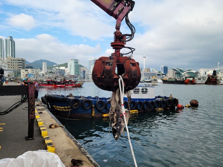 [부산=뉴시스] 부산해경이 15일 오후 부산 앞바다에서 발견된 상어사체를 인양하고 있다. (사진=부산해경 제공) 2024.09.16. photo@newsis.com *재판매 및 DB 금지