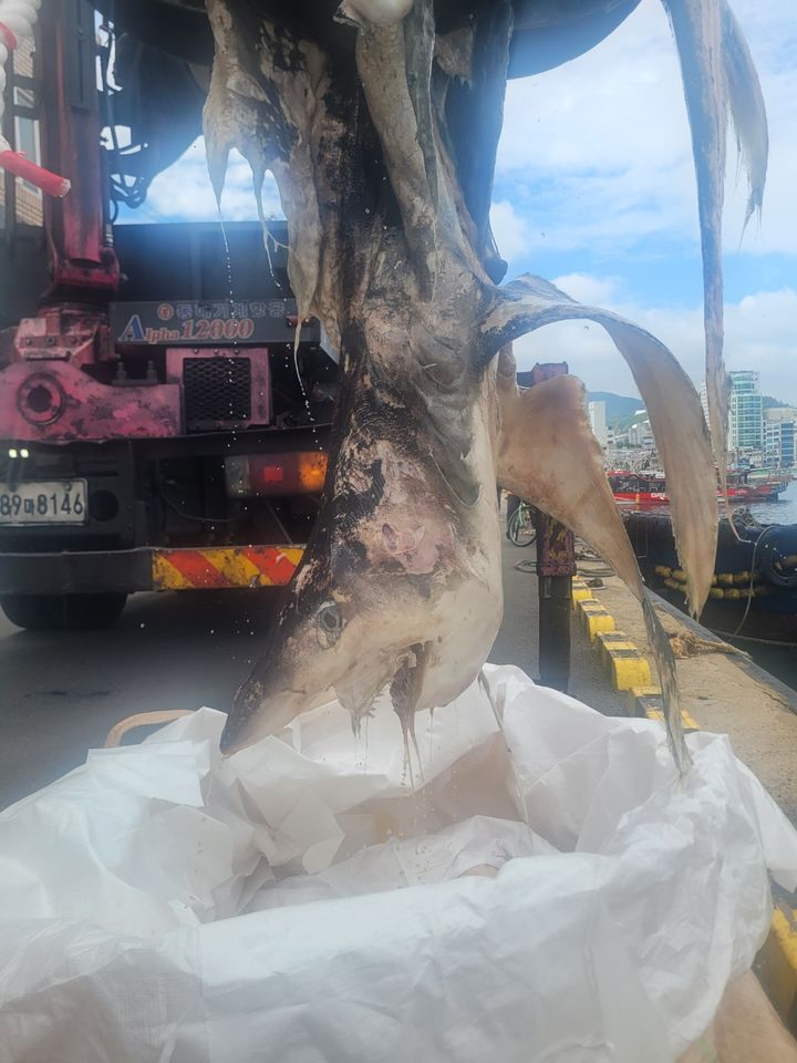 [부산=뉴시스] 부산해경이 15일 오후 부산 앞바다에서 발견된 상어사체를 인양하고 있다. 상어는 공격성이 강한 청새리상어로 나타났다. (사진=부산해경 제공) 2024.09.16. photo@newsis.com *재판매 및 DB 금지