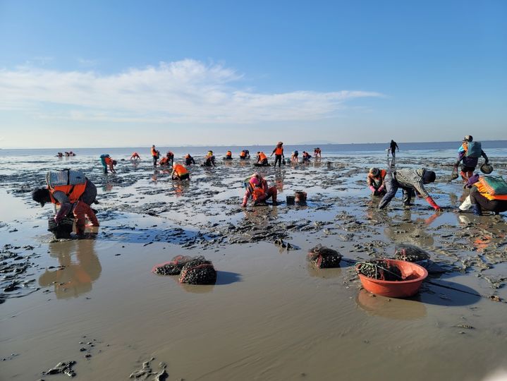 [수원=뉴시스] 안산 흘곶 자율관리어업 공동체의 바지락 조업 모습. (사진=경기도 제공) *재판매 및 DB 금지