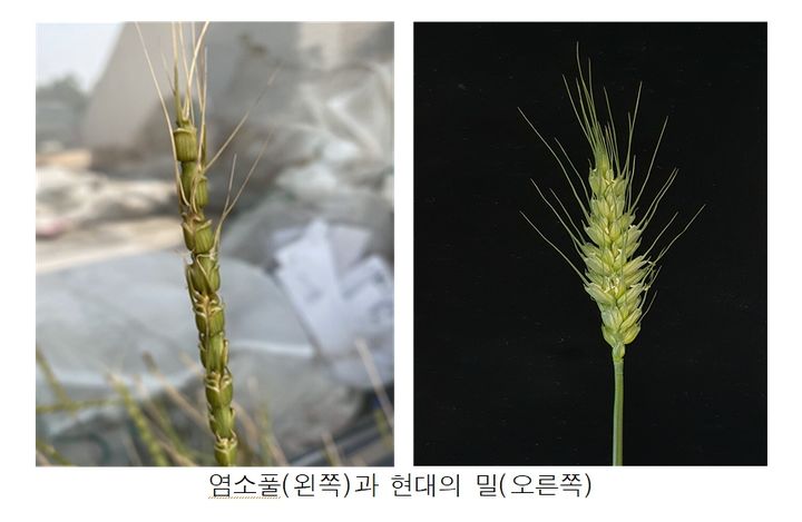 염소풀(왼쪽)과 현대의 밀(오른쪽). (사진 = 농촌진흥청 제공) 2024.09.19. *재판매 및 DB 금지