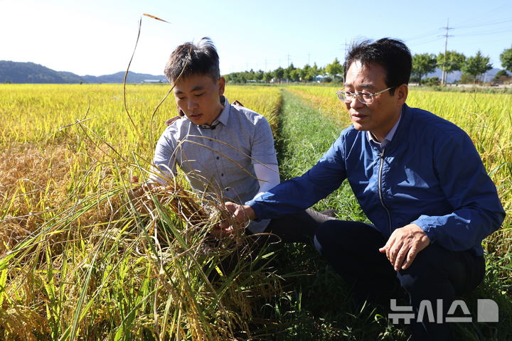 [강진=뉴시스] 강진원 군수가 벼멸구 피해 현장을 점검하고 있다. 