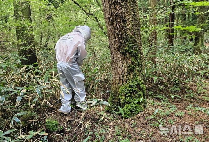 [제주=뉴시스] 19일 오전 제주시 조천읍 교래리 사려니숲길에서 탐방객들이 말벌에 쏘여 병원으로 이송됐다. 사진은 출동한 소방당국이 벌집을 제거하는 모습. (사진=제주소방안전본부 제공) 2024.09.19. photo@newsis.com