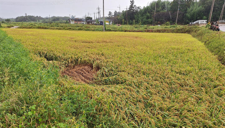 [나주=뉴시스] 변재훈 기자 = 기록적인 폭우가 쏟아진 지난 21일 전남 나주시 봉황면 일대 농경지에서 수확을 앞둔 벼가 쓰러져 있다. (사진=나주시 제공) 2024.09.22. photo@newsis.com *재판매 및 DB 금지