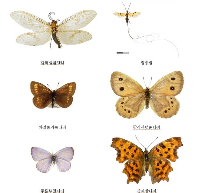 [세종=뉴시스] 일본 규슈대학교에서 보관된 석주명 선생 나비표본. (자료=국립생물자원관). *재판매 및 DB 금지