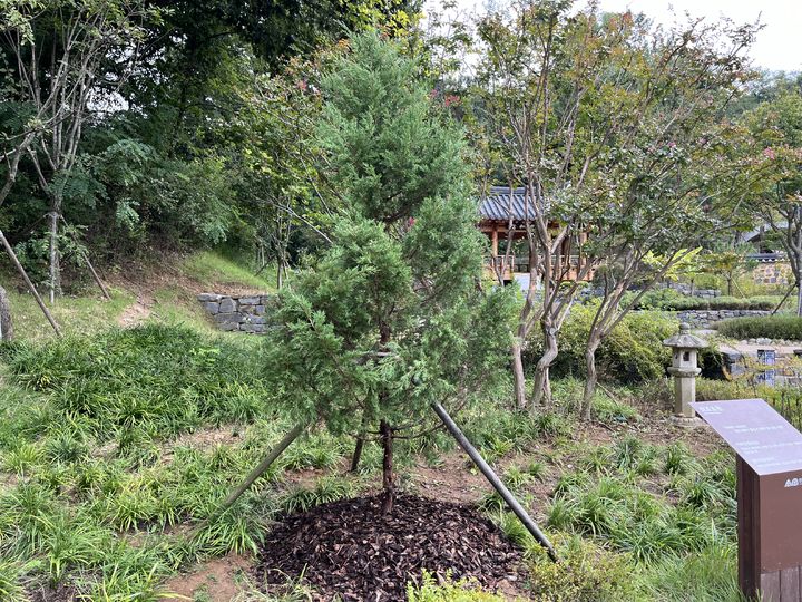 [서울=뉴시스] 영릉 수목원 창덕궁 향나무 후계목 (사진=국가유산청 제공) 2024.09.26. photo@newsis.com *재판매 및 DB 금지