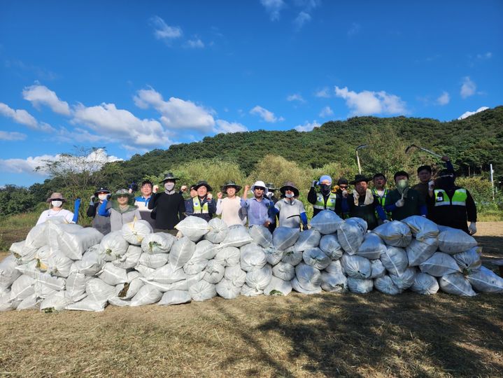 [대구=뉴시스] 대구지방환경청은 칠곡군 낙동강변(칠곡보) 일원에서 가시박, 환삼덩굴 등 생태계교란생물 제거 활동을 했다. (사진=대구지방환경청 제공) 2024.09.26. photo@newsis.com *재판매 및 DB 금지