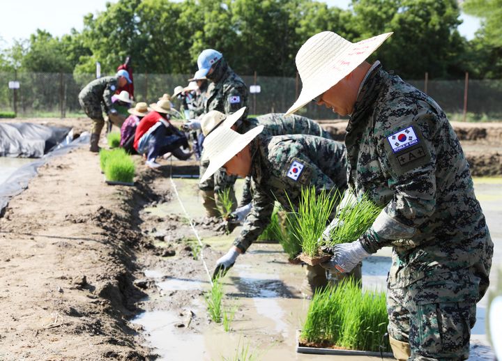 [서울=뉴시스] 합동참모본부는 29일 국군의 날 76주년 계기 해외 파병부대 활동 모습을 공개했다. 한빛부대는 남수단에 파병돼 재건지원과 대민 의료지원, 현지 주민들의 자립을 돕고 있다. 사진은 한빛부대가 남수단의 식량문제를 해결하기 위해 모를 심는 모습. (사진=합동참모본부 제공) 2024.09.29. photo@newsis.com *재판매 및 DB 금지