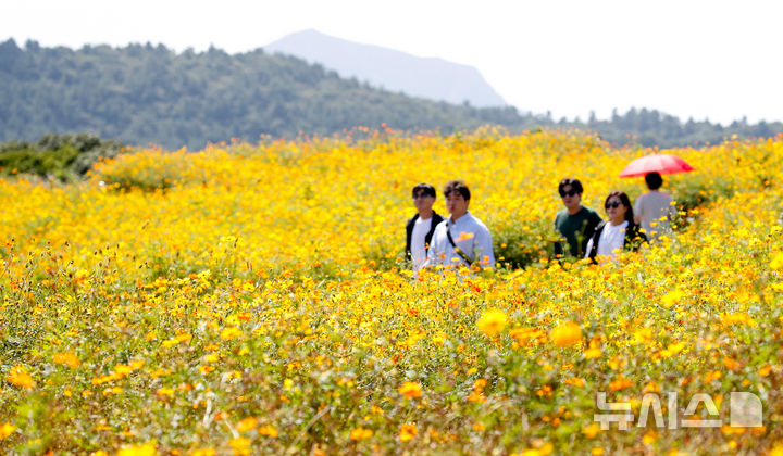 [서귀포=뉴시스] 우장호 기자 = 지난달 29일 제주 서귀포시 안덕면 신화월드 인근 신화가든에 황화코스모스가 활짝 피어나 나들이객의 시선을 사로잡고 있다. 2024.09.29. woo1223@newsis.com