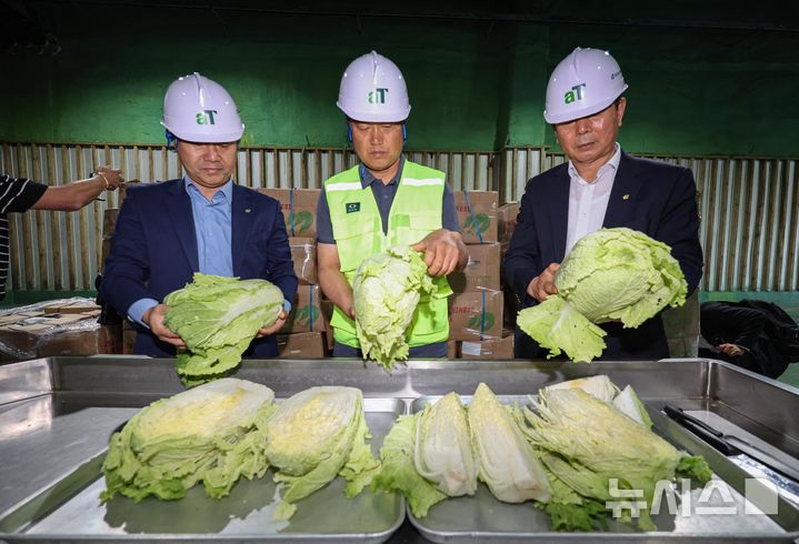 [이천=뉴시스] 김종택 기자 = 30일 오전 경기도 이천시 aT 한국농수산식품유통공사 이천비축기지에서 관계자들이 중국산 신선배추의 상태를 점검하고 있다. 지난 27일 16톤, 5000포기의 중국산 신선배추가 이 기지로 입고됐다. 2024.09.03. jtk@newsis.com 