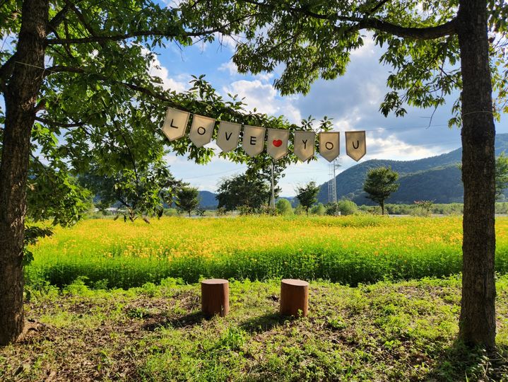 [밀양=뉴시스] 안지율 기자 = 산외면 해바라기 단지 전경. (사진=밀양시 제공) 2024.10.05. photo@newsis.com *재판매 및 DB 금지