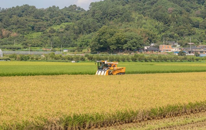 [무안=뉴시스] 벼 수확. (사진=뉴시스 DB). photo@newsis.com *재판매 및 DB 금지