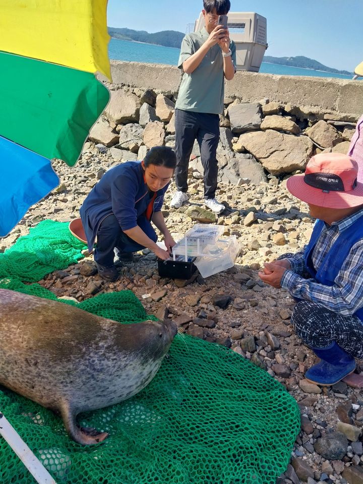 [서산=뉴시스] 12일 오전 9시께 충남 서산시 지곡면 우도 선착장 인근에서 탈진해 표류중인 점박이물범을 마을 주민이 발견, 현장에 도착한 수의사가 구조에 나서고 있다. (사진=독자 제공) 2024.10.12. *재판매 및 DB 금지